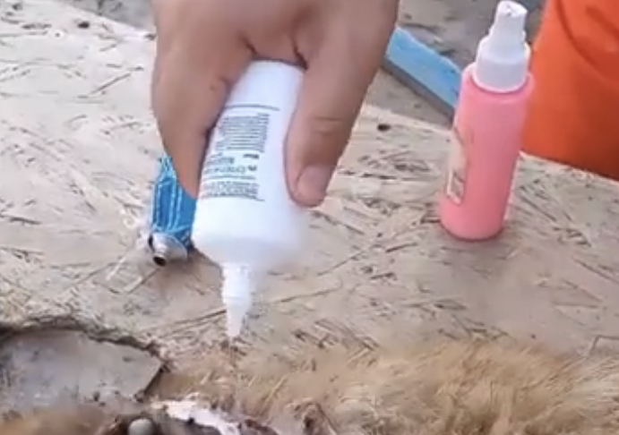 Extra image from article