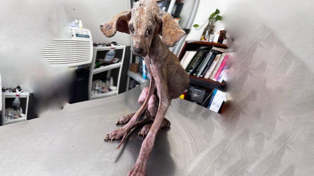 Emmanuel po interwencji policji i ratowników