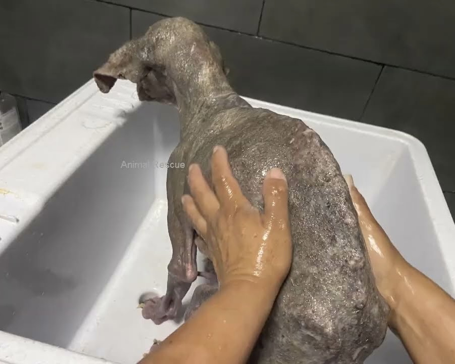 Over time, Emmanuel started to respond t...