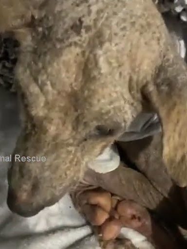 His progress served as a beacon of hope ...