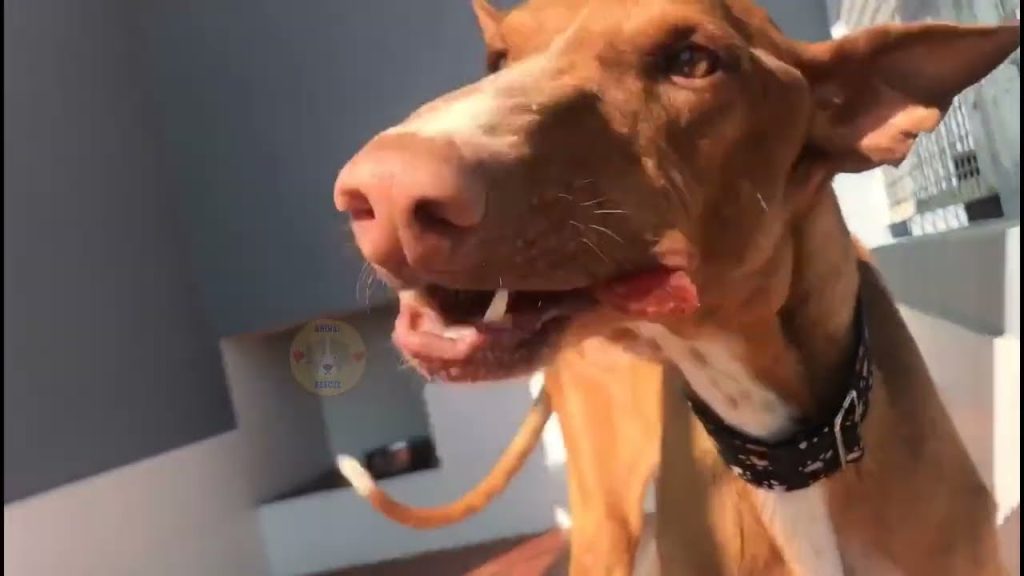 Extra image from article