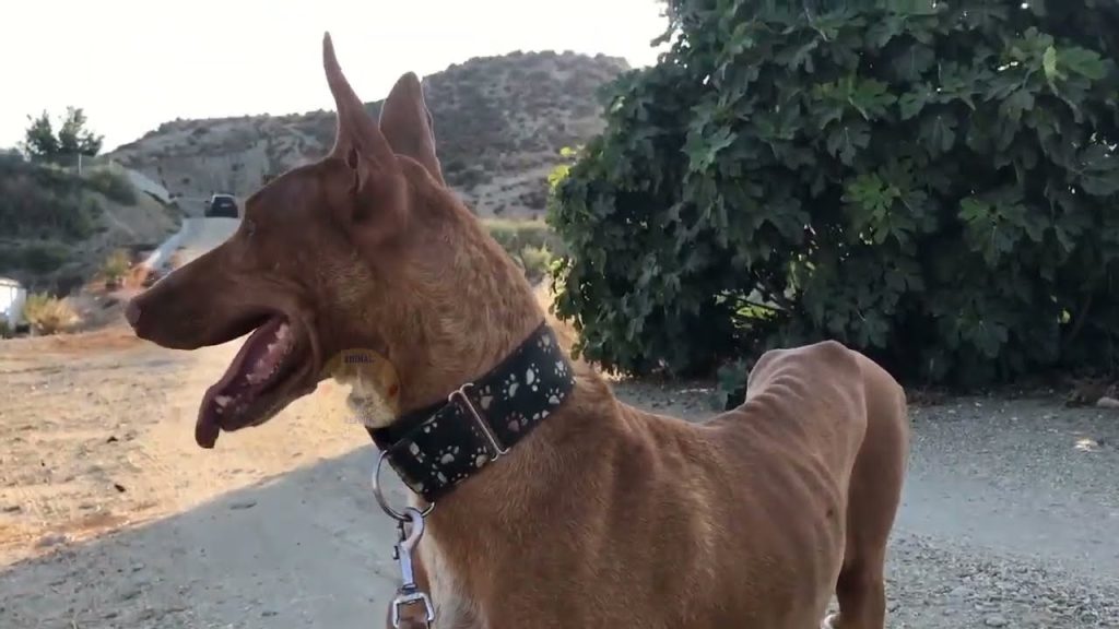 Felix's story of rescue and recovery is ...