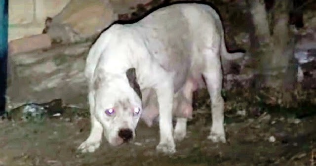 As they transported Lexus to a shelter, ...