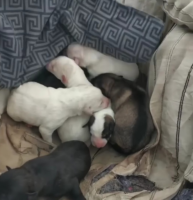The rescuers swiftly took the ten puppie...