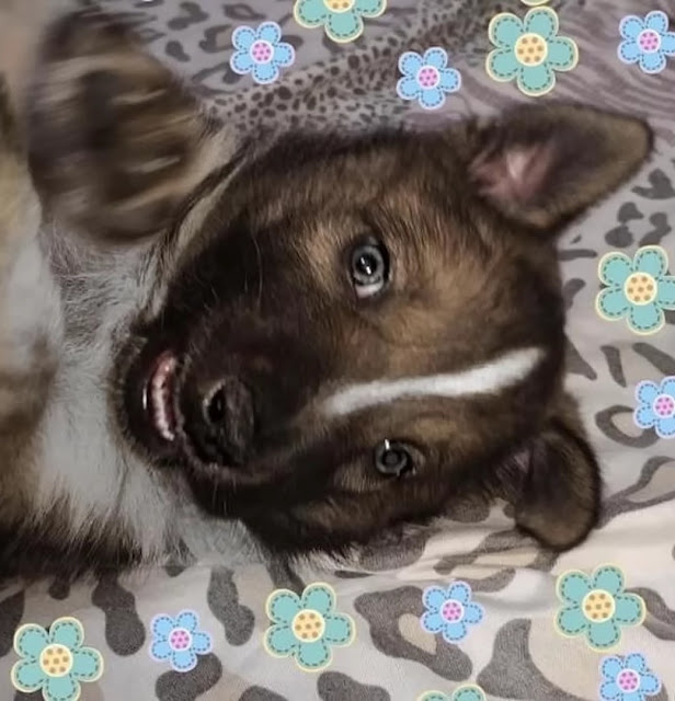 Extra image from article