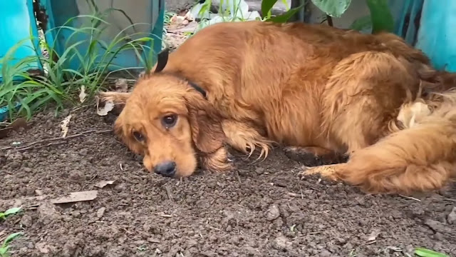 Initially, the shelter decided to keep h...