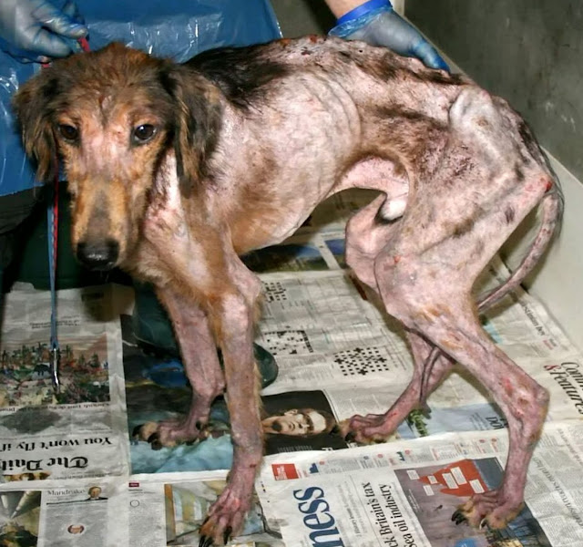 The dog was losing weight steadily, and ...