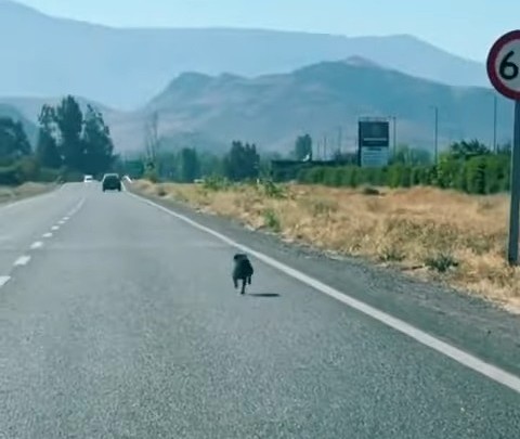 After a vet check-up revealed that Black...