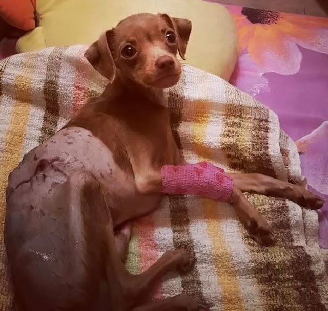 Pea can walk all day with two front legs...