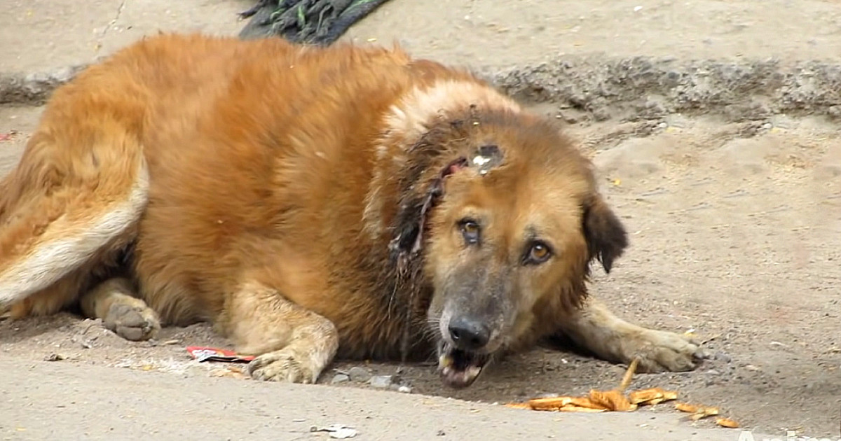 For a homeless dog named Bhaloo, life ha...