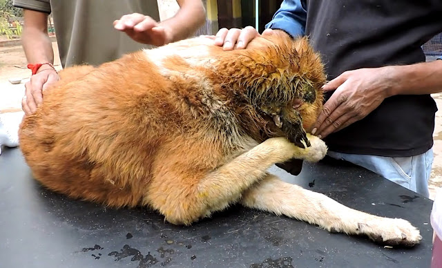 The ailing dog was transported to the ho...
