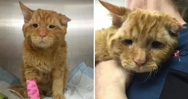 Found in a severe state on the streets, ...