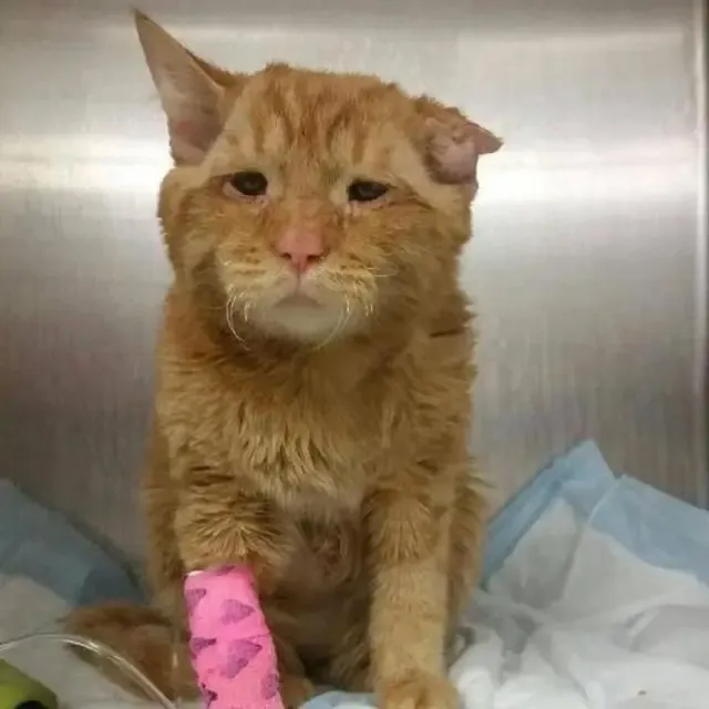 From Saddest Cat to Purring Joy: BenBen’s Unbelievable Journey to Happiness From Saddest Cat to Purring Joy: BenBen’s Unbelievable Journey to Happiness