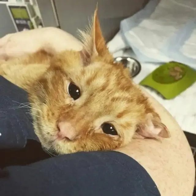 From Saddest Cat to Purring Joy: BenBen’s Unbelievable Journey to Happiness From Saddest Cat to Purring Joy: BenBen’s Unbelievable Journey to Happiness