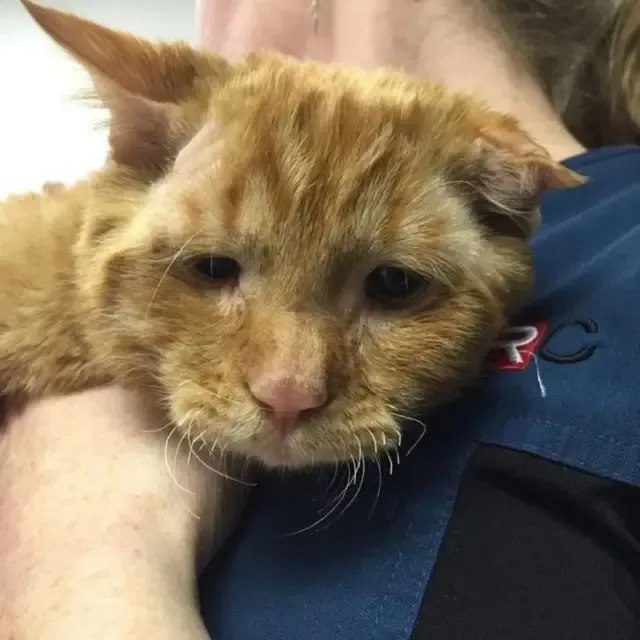 From Saddest Cat to Purring Joy: BenBen’s Unbelievable Journey to Happiness From Saddest Cat to Purring Joy: BenBen’s Unbelievable Journey to Happiness