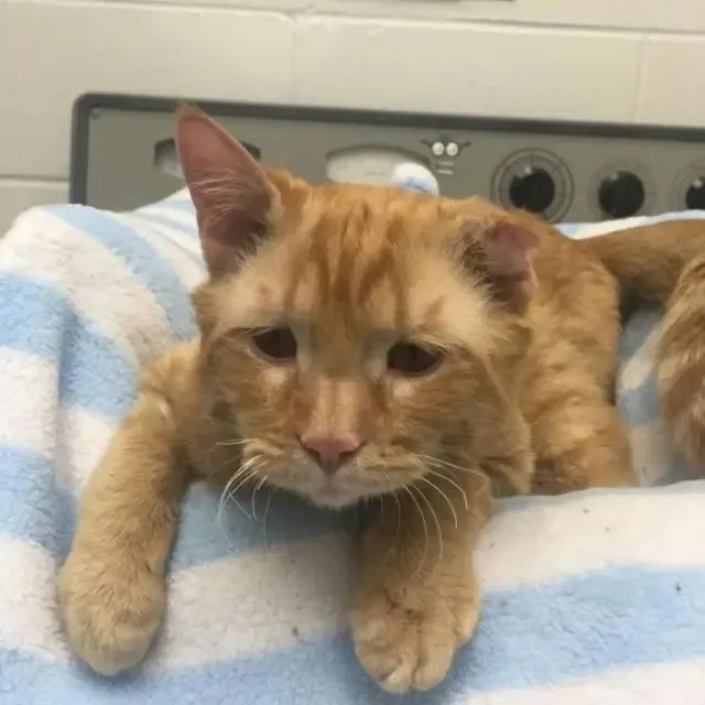 From Saddest Cat to Purring Joy: BenBen’s Unbelievable Journey to Happiness From Saddest Cat to Purring Joy: BenBen’s Unbelievable Journey to Happiness