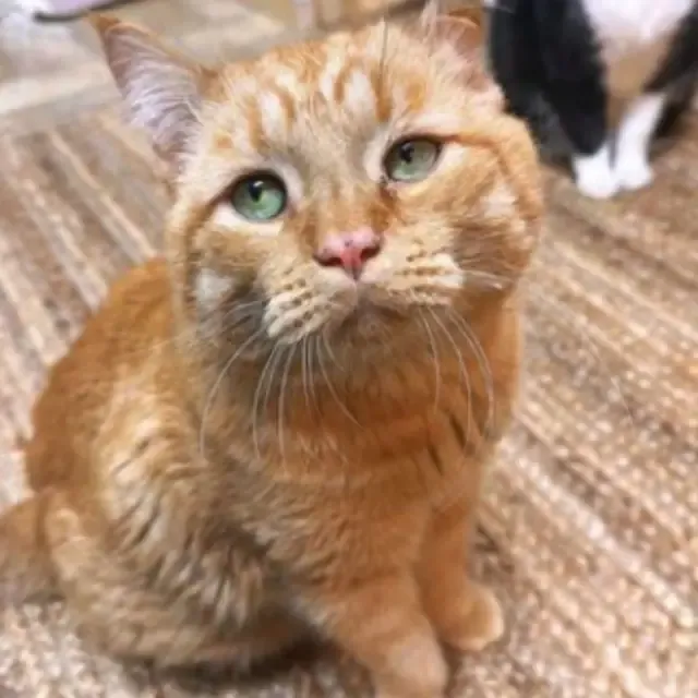 From Saddest Cat to Purring Joy: BenBen’s Unbelievable Journey to Happiness From Saddest Cat to Purring Joy: BenBen’s Unbelievable Journey to Happiness