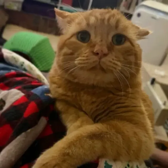 From Saddest Cat to Purring Joy: BenBen’s Unbelievable Journey to Happiness From Saddest Cat to Purring Joy: BenBen’s Unbelievable Journey to Happiness