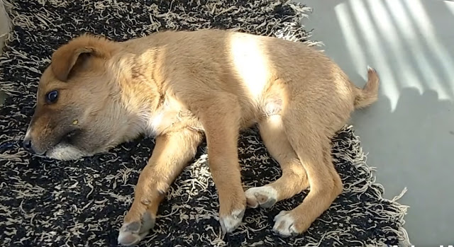 Fortunately for the dog, she was in wond...