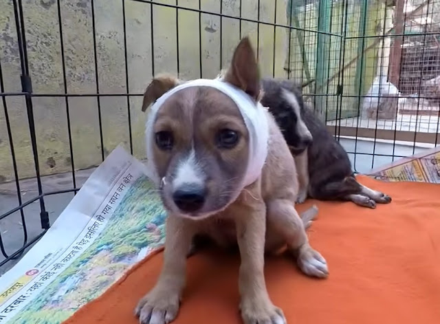 After two weeks, during which she proved...