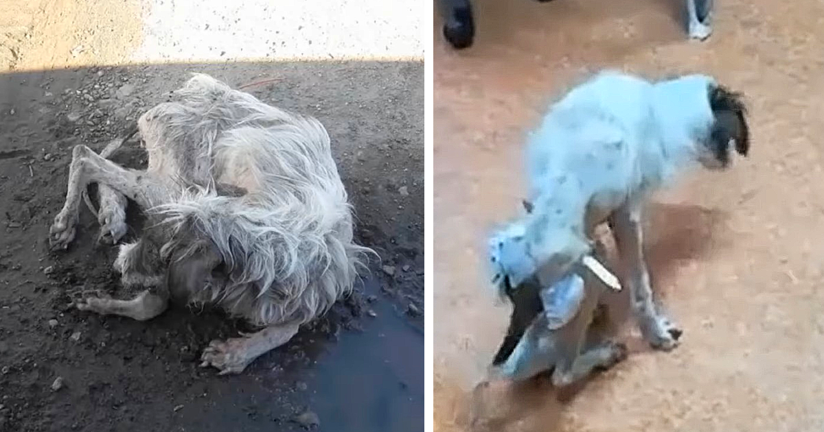 Bianca wasted no time and brought the do...