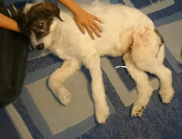 Extra image from article