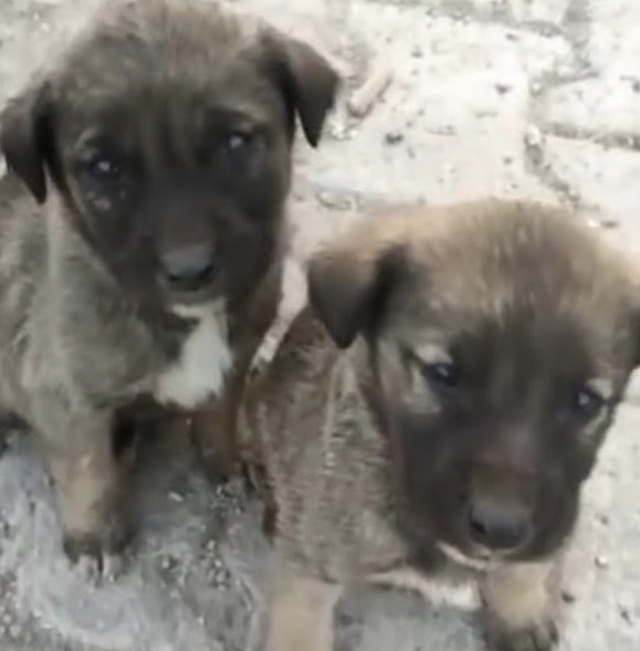 They were fed for the first time without...