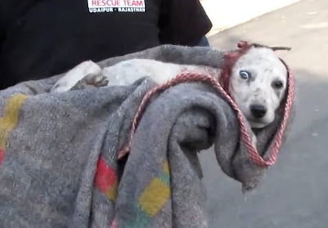 He took his time approaching the puppy a...