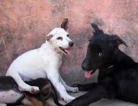 The puppy’s mischievous side is al...