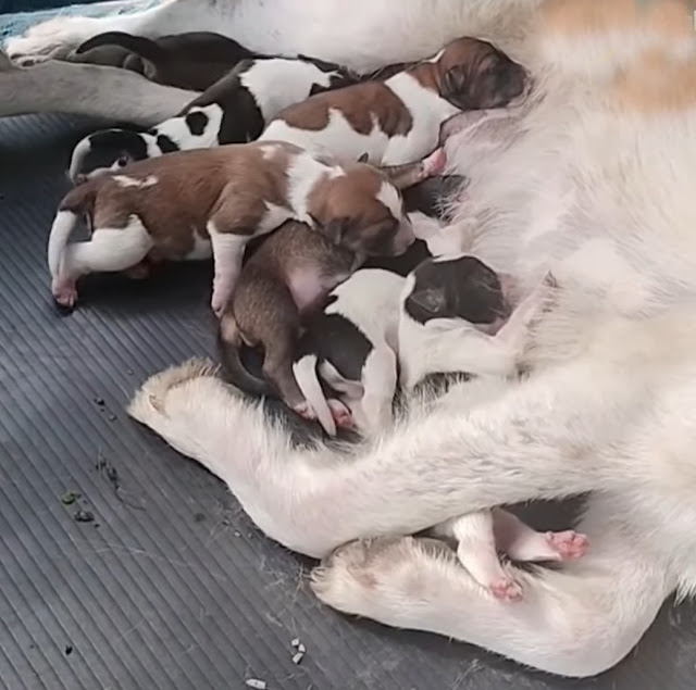 Extra image from article