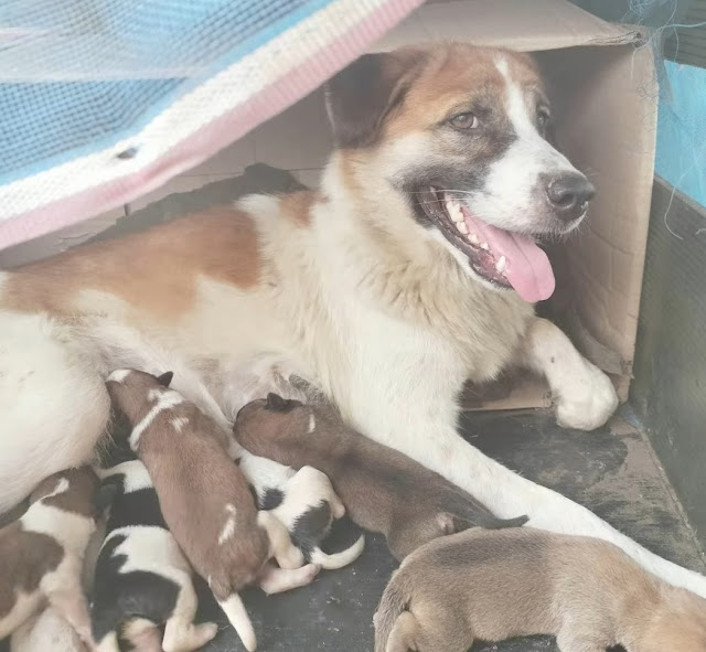 Extra image from article