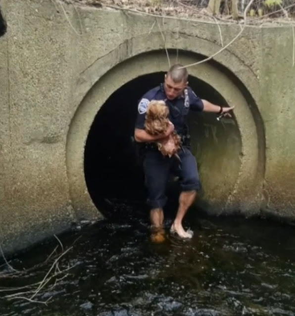 This little Yorkie was more than just a ...