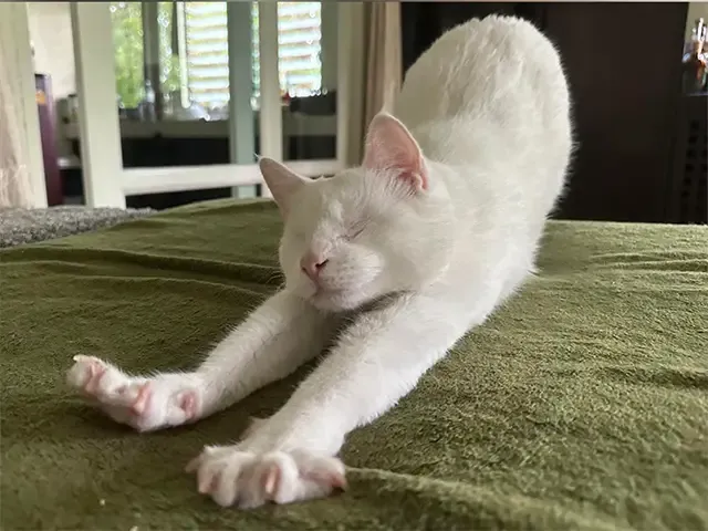 Extra image from article