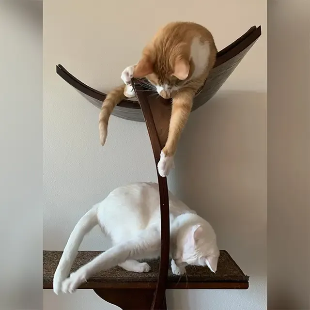 Extra image from article