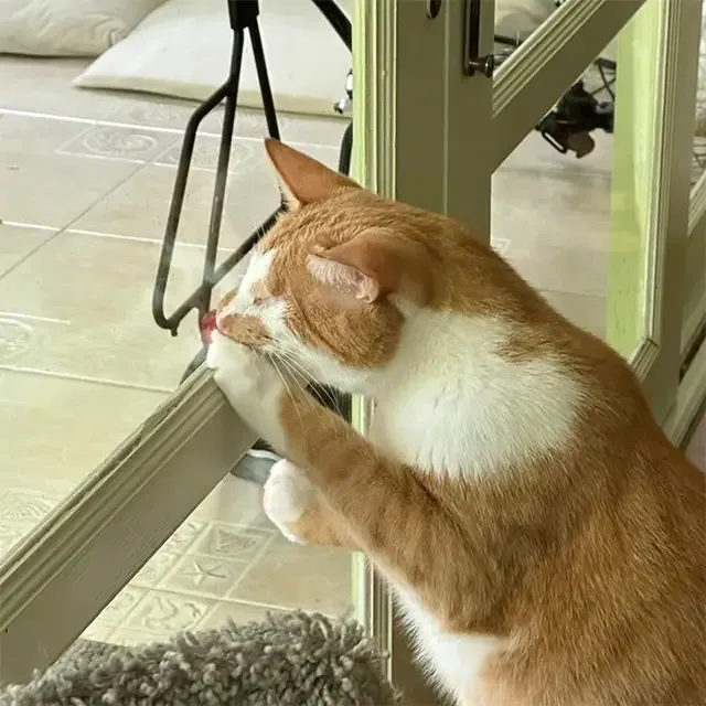 Extra image from article