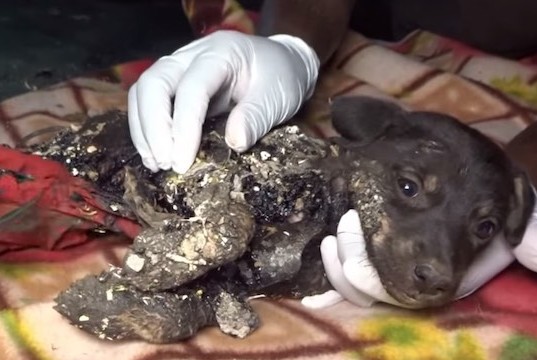 This exceptional rescue highlighted the ...