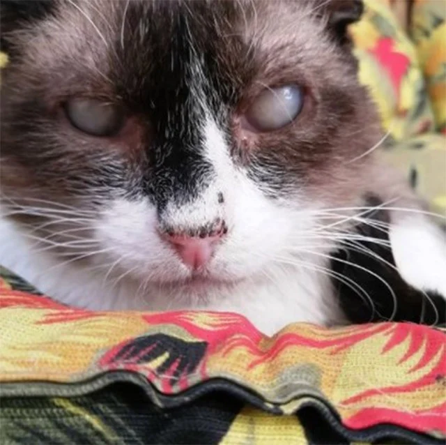 When Wilsоn was rescued, his health was ...
