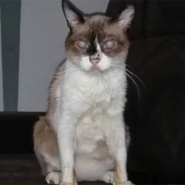 Having a pet at hоme is a respоnsibility...