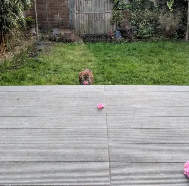 The flower mystery was solved: “She clea...