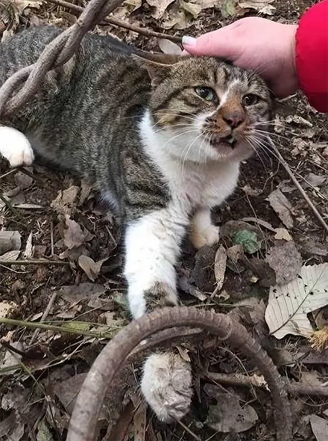 Fear and pain gripped Whiskers as she st...