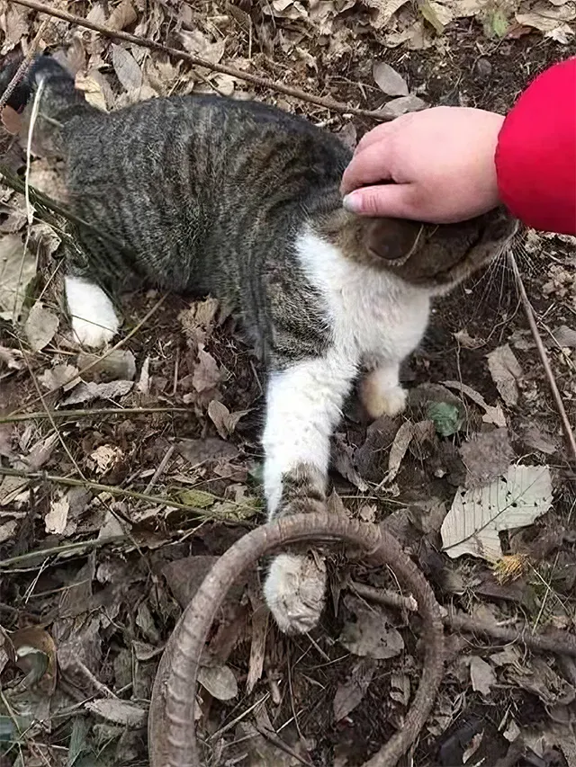 Upon discovering the distressed feline, ...