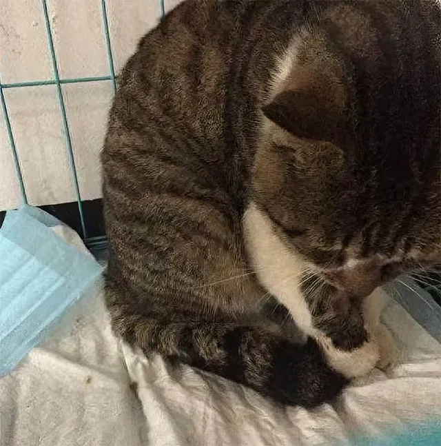 Bringing Whiskers home, Sarah tenderly t...