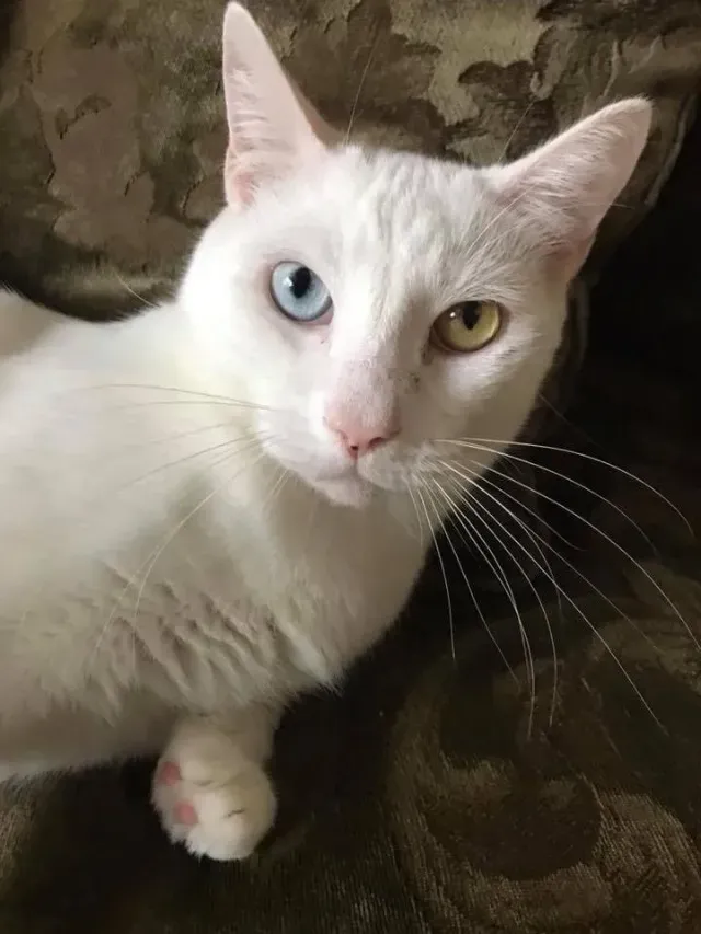 Extra image from article