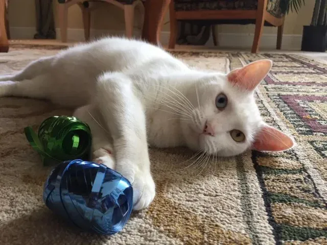 Extra image from article