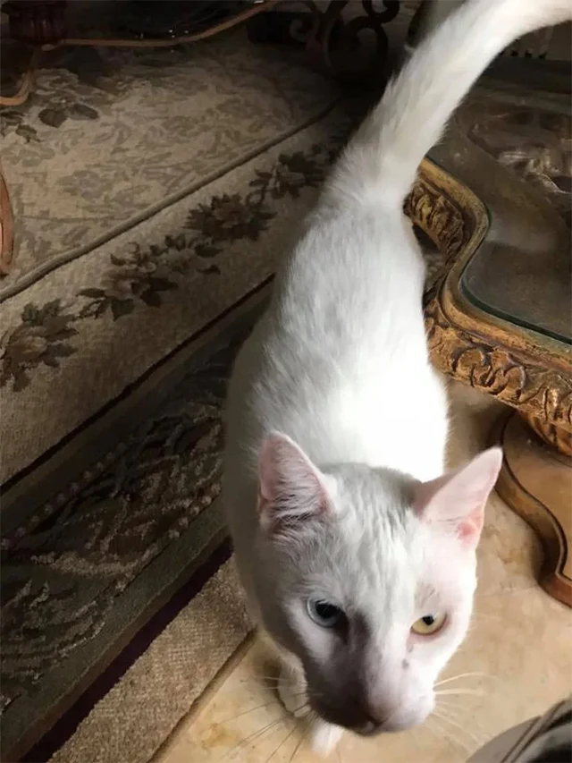 Extra image from article