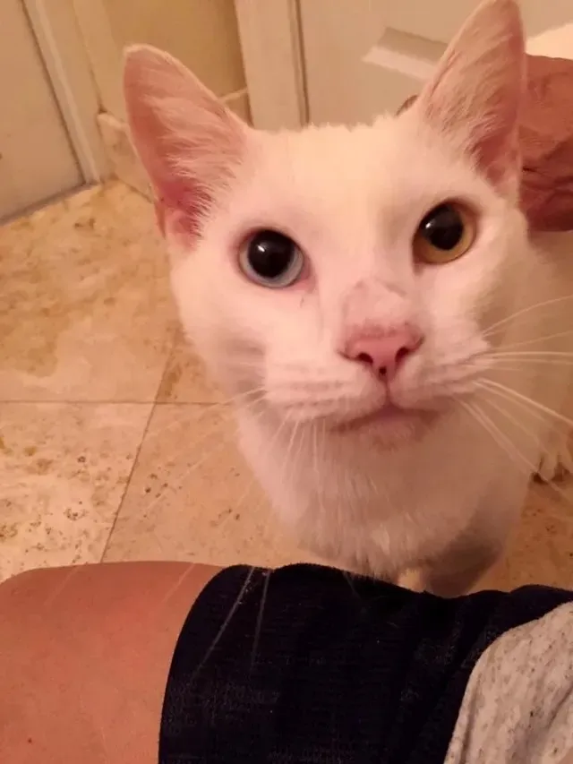 Extra image from article