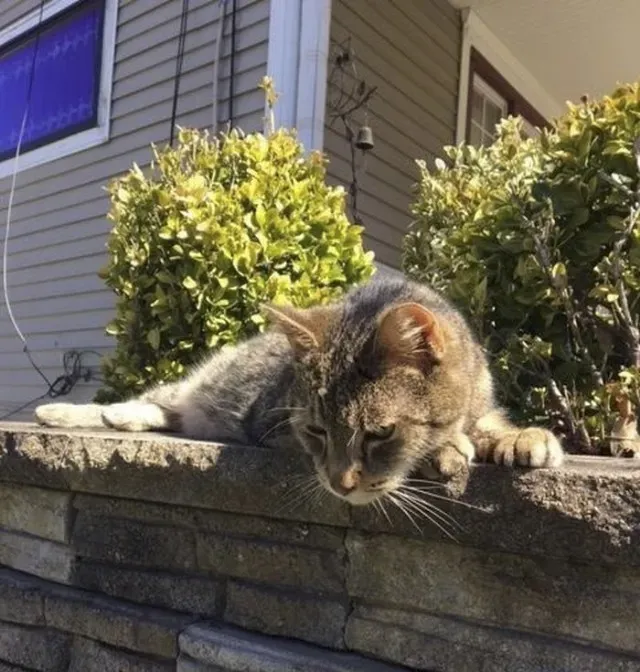 Extra image from article