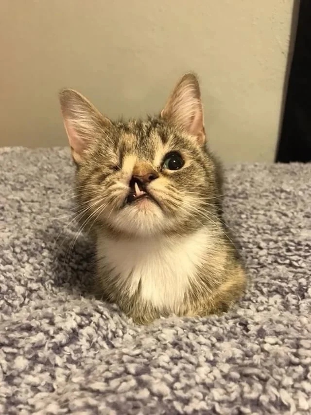 Peanut was notably smaller than her sibl...