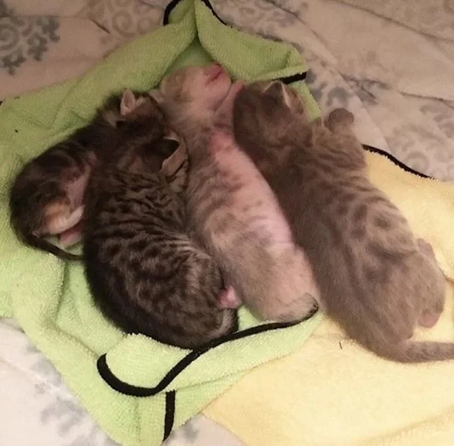 As Peanut grew, her unique features beca...