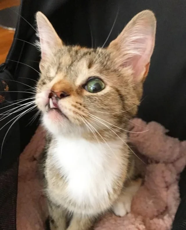 Extra image from article